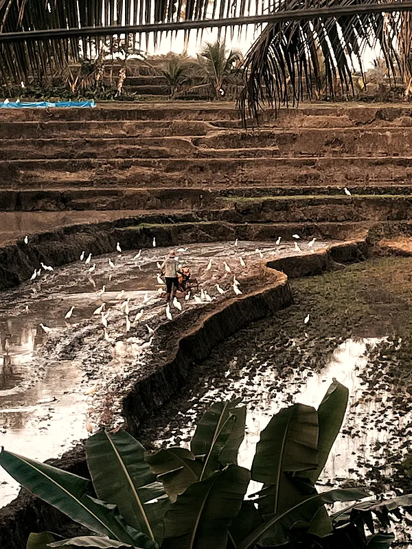 A farmer ploughing a flooded rice field surrounded by white egrets