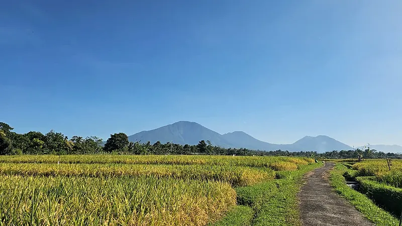 A country road through golden rice fields towards the mountains