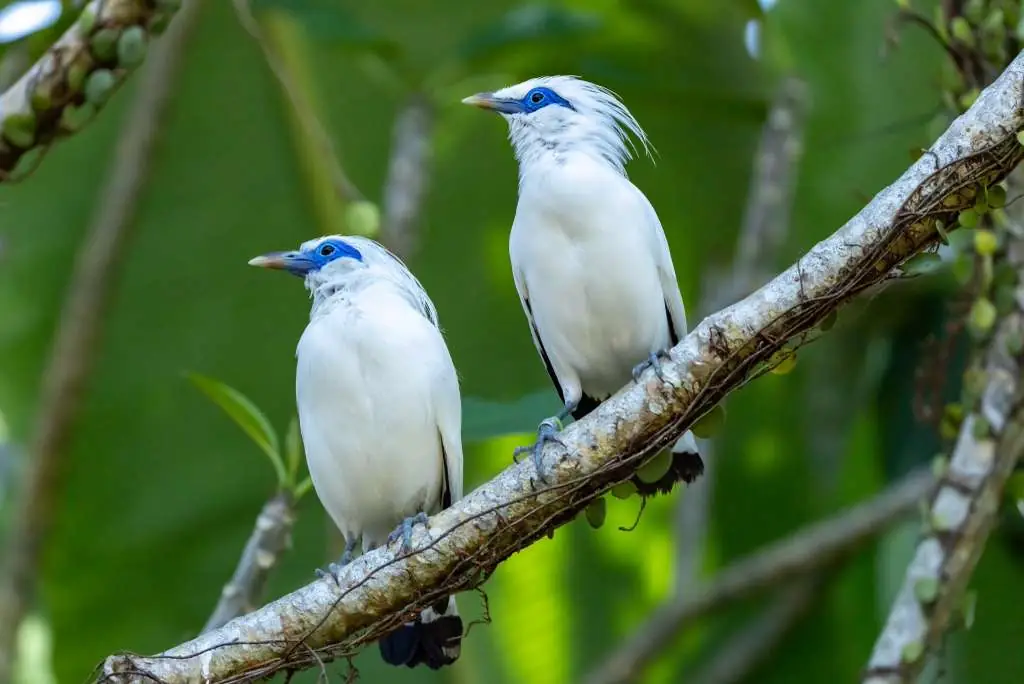 Two Bali Starlings perched on a branch